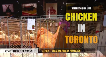 Where to Buy Live Chickens in Toronto: Top Locations and Tips
