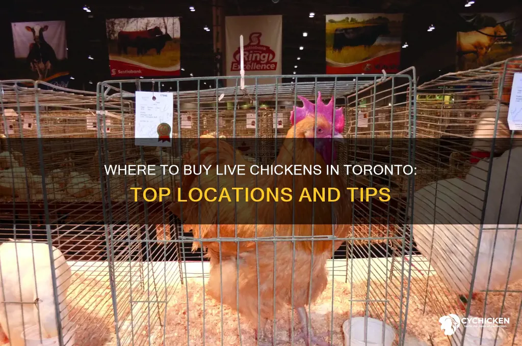 where to buy live chicken in toronto
