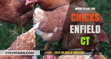 Where to Buy Live Chicks in Enfield, CT: Top Local Sources