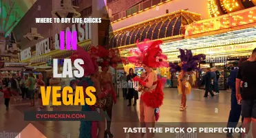 Where to Buy Live Chicks in Las Vegas: Top Local Sources