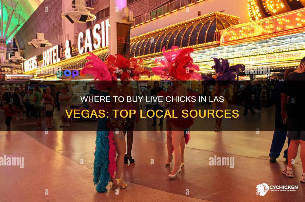 where to buy live chicks in las vegas