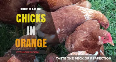 Where to Buy Live Chicks in Orange County: Top Local Sources