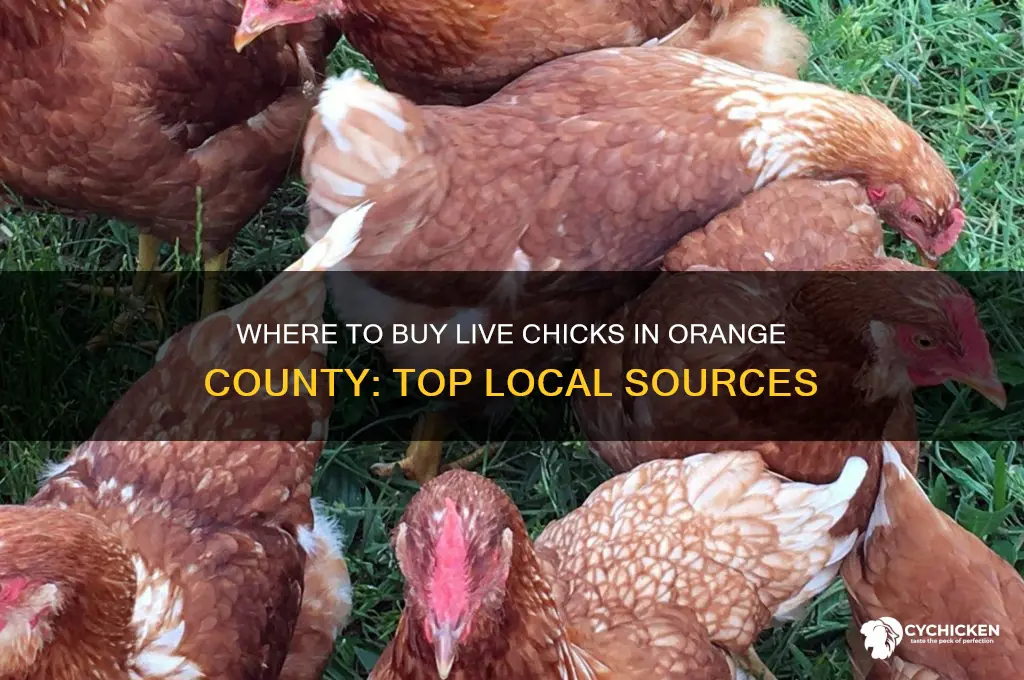 where to buy live chicks in orange