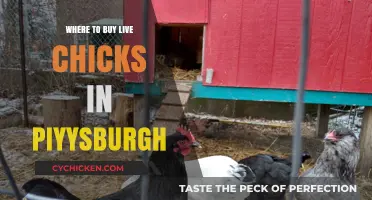 Where to Buy Live Chicks in Pittsburgh: Top Local Sources