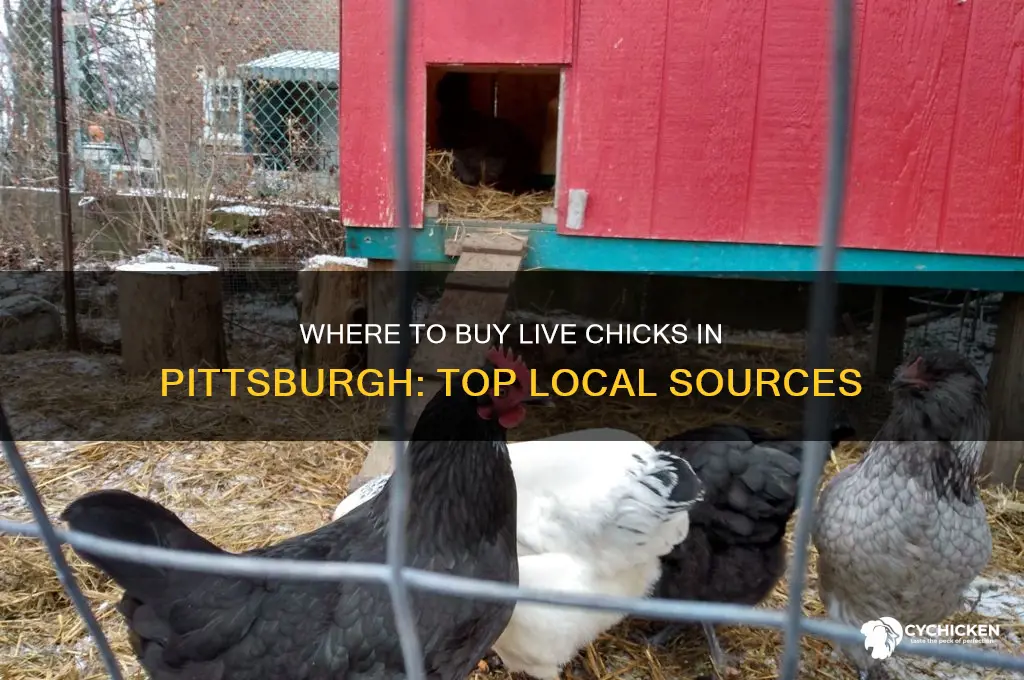 where to buy live chicks in piyysburgh