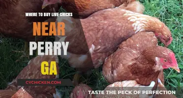 Find Live Chicks for Sale Near Perry, GA: Top Local Sources