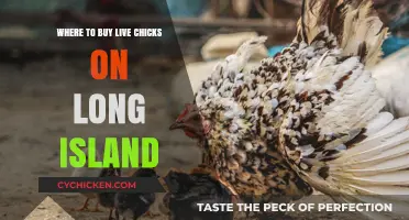 Where to Buy Live Chicks on Long Island: Top Local Sources