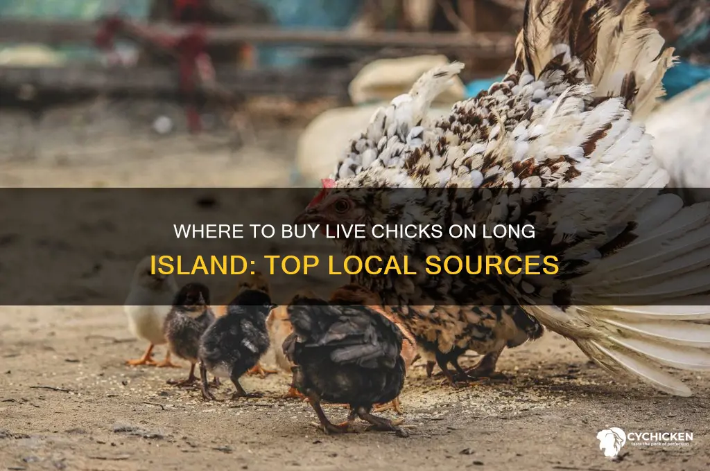 where to buy live chicks on long island