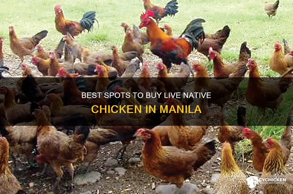 where to buy live native chicken in manila