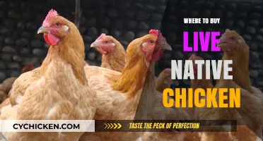 Best Places to Buy Live Native Chickens Locally and Online