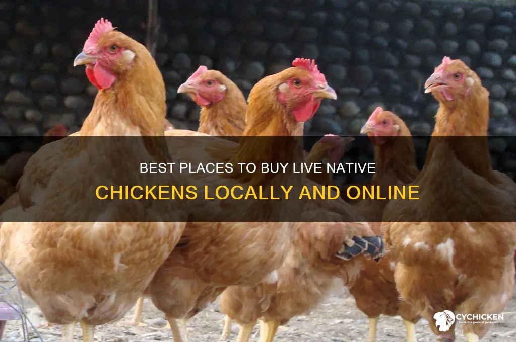 where to buy live native chicken