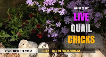 Best Places to Purchase Live Quail Chicks for Your Flock