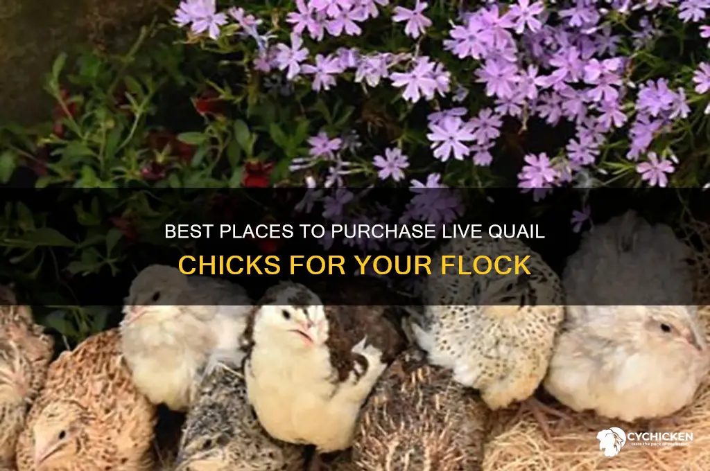 where to buy live quail chicks