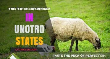 Best Places to Buy Live Sheep and Chickens in the U.S