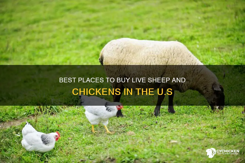 where to buy live sheeo and chicken in unotrd states