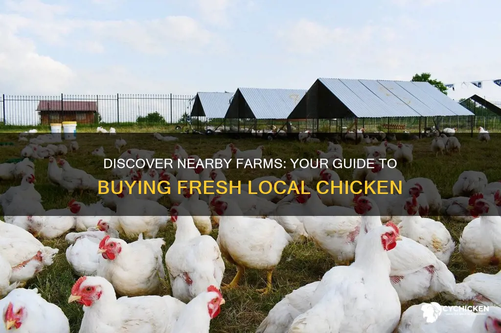 where to buy local chicken