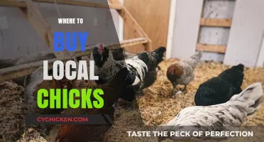 Discover Nearby Sources for Fresh, Local Chicks: A Buyer's Guide