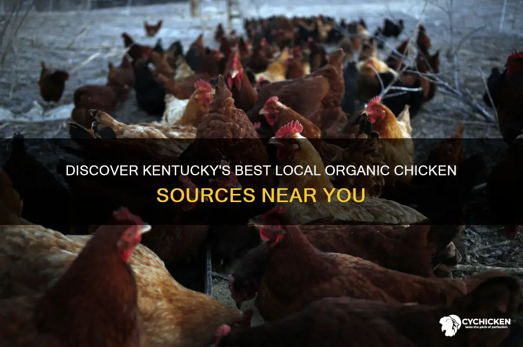 where to buy local organic chicken in ky