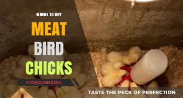Best Places to Purchase Healthy Meat Bird Chicks for Your Farm