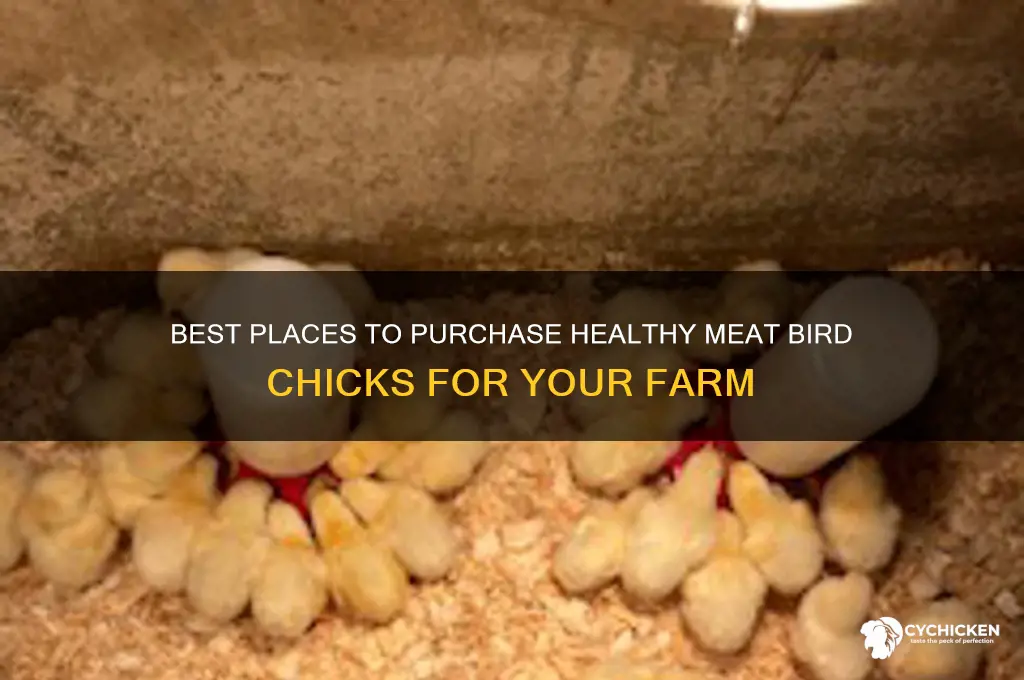 where to buy meat bird chicks