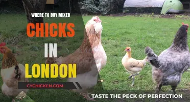 Where to Buy Mixed Chicks Products in London: Top Retailers