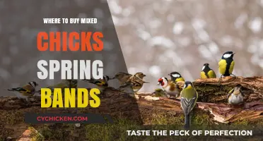 Best Places to Buy Mixed Chicks Spring Bands Online & In-Store