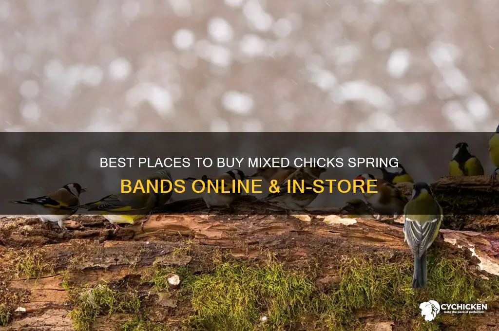 where to buy mixed chicks spring bands