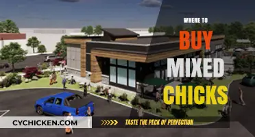 Where to Buy Mixed Chicks: Top Retailers and Online Stores