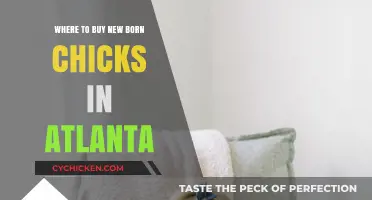 Where to Buy Newborn Chicks in Atlanta: Top Local Sources