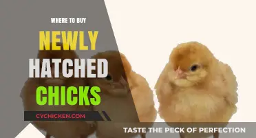 Best Places to Purchase Healthy, Newly Hatched Chicks Locally & Online
