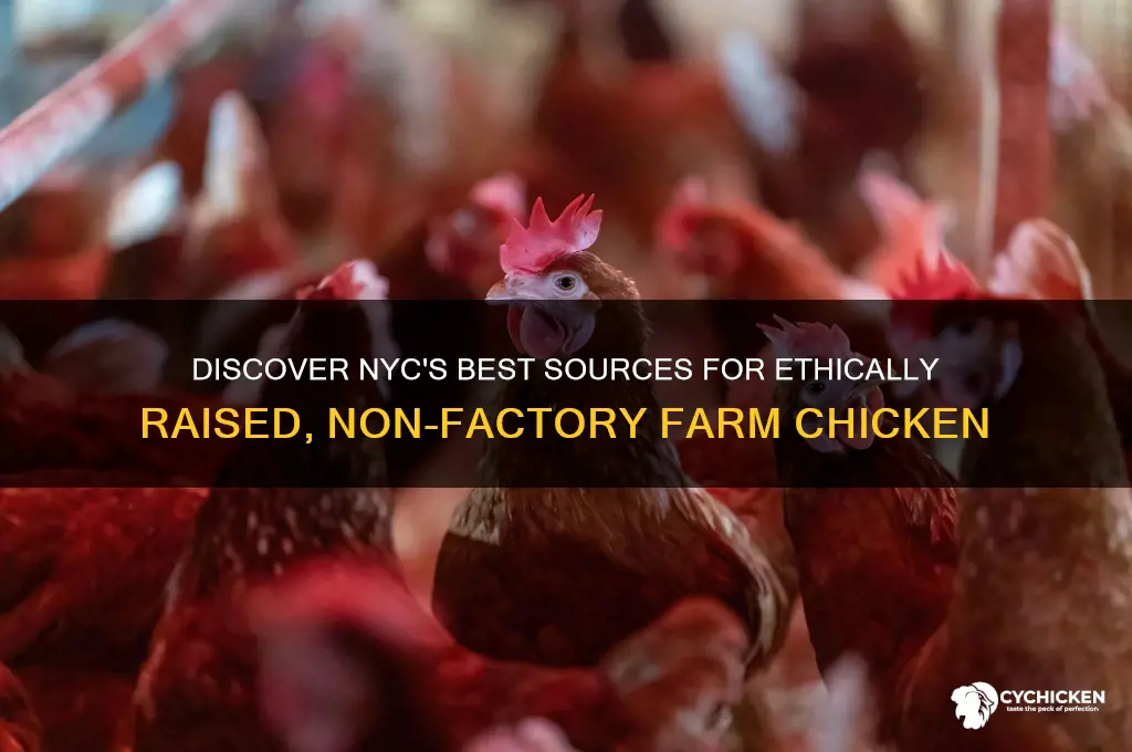 where to buy non factory farming chicken nyc