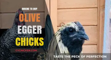 Top Sources for Buying Olive Egger Chicks Online and Locally