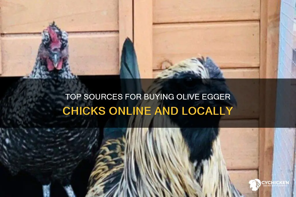 where to buy olive egger chicks