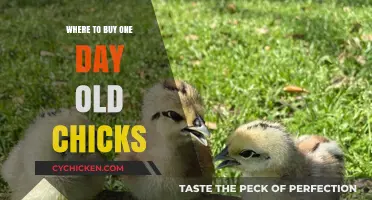 Best Places to Purchase Healthy One-Day-Old Chicks Locally & Online