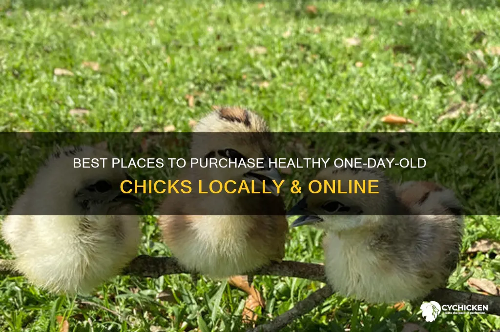 where to buy one day old chicks