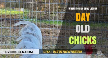 Best Places to Buy Opal Legbar Day-Old Chicks Online