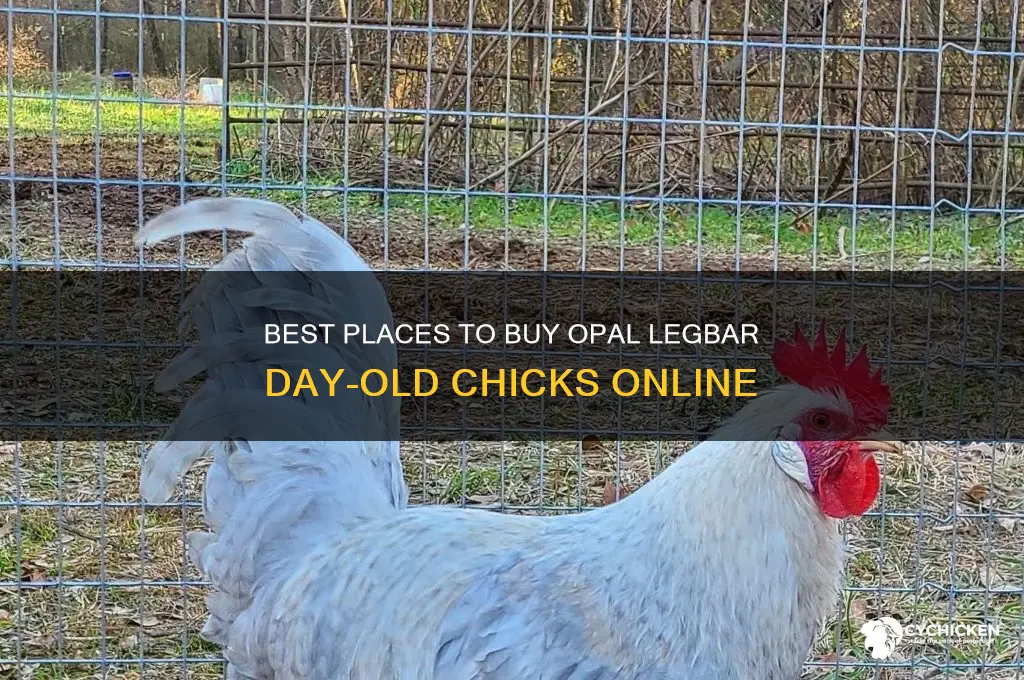 where to buy opal legbar day old chicks