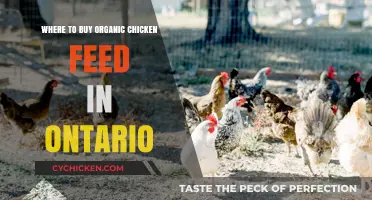 Best Places to Buy Organic Chicken Feed in Ontario