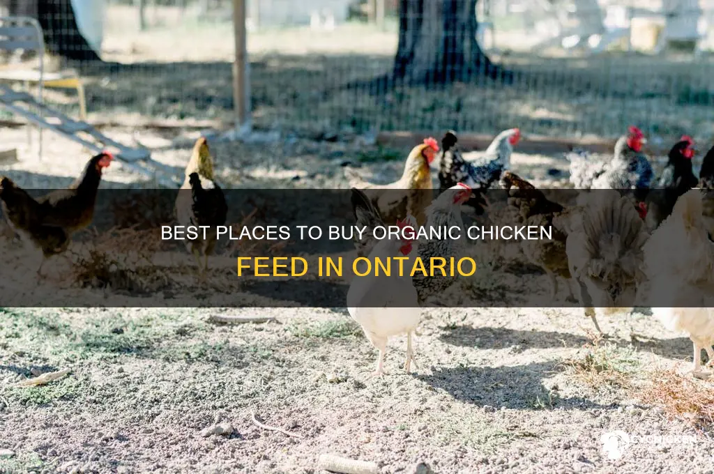 where to buy organic chicken feed in ontario
