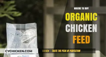 Best Places to Purchase Organic Chicken Feed for Healthy Flocks