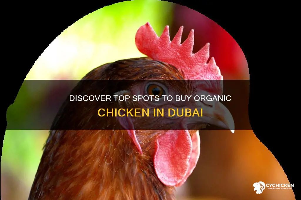 where to buy organic chicken in dubai