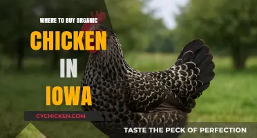 Discover Iowa's Best Organic Chicken Sources: Local Farms & Stores