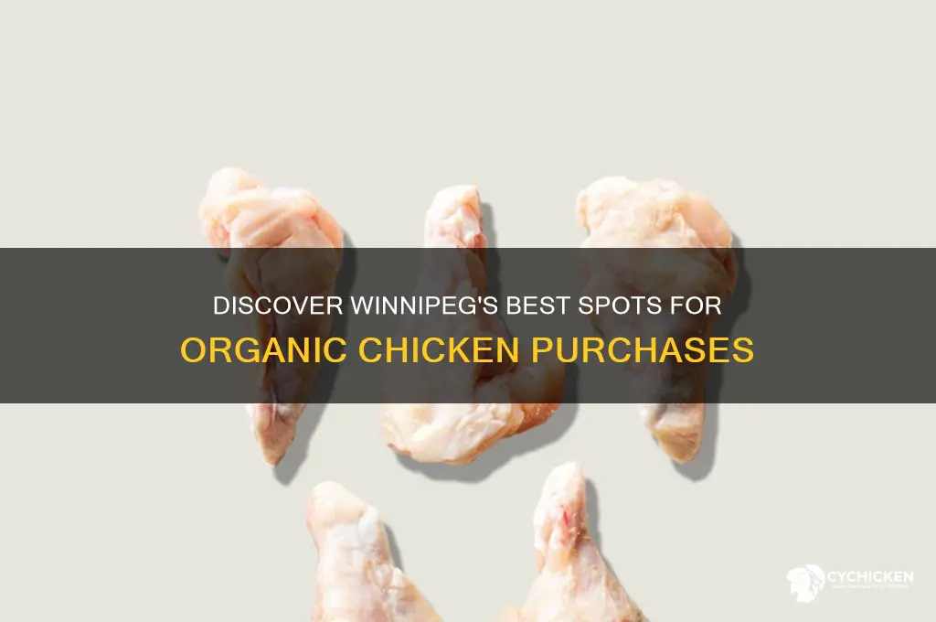 where to buy organic chicken in winnipeg