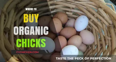 Best Places to Buy Organic Chicks for Your Backyard Flock