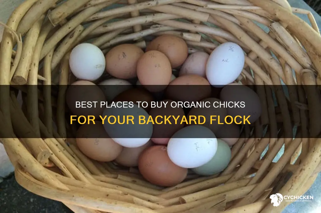 where to buy organic chicks