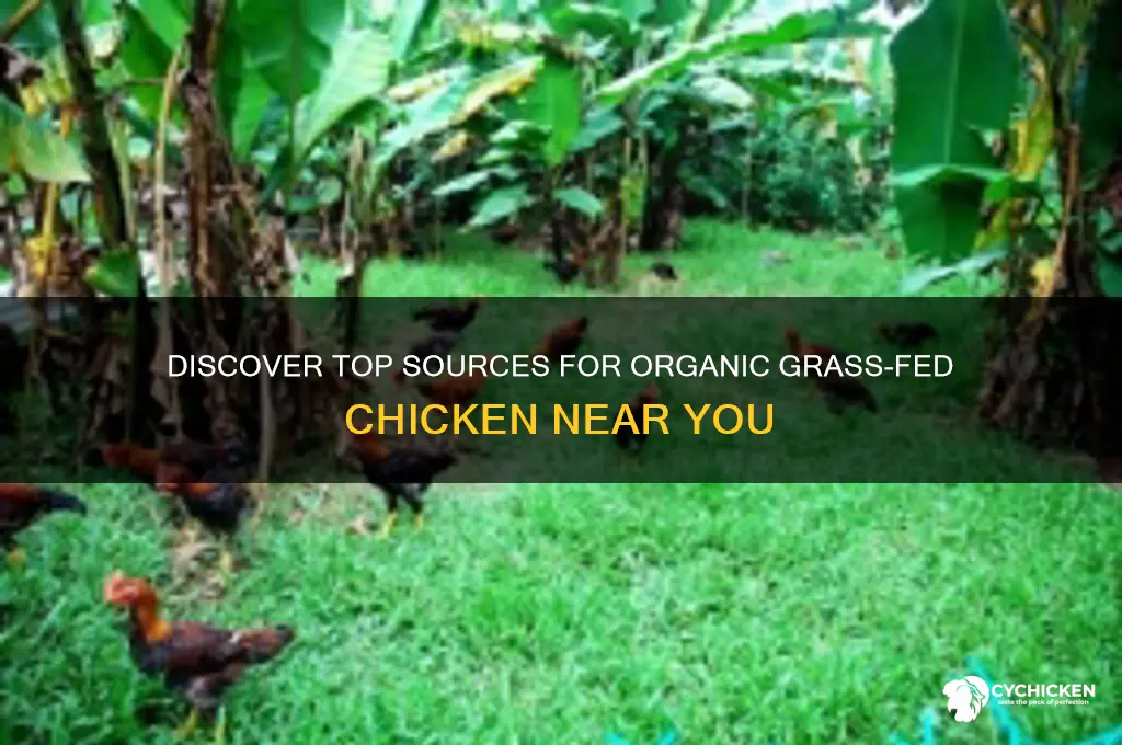 where to buy organic grass fed chicken