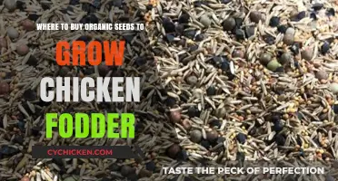 Top Organic Seed Sources for Growing Nutritious Chicken Fodder