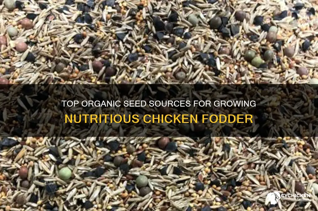 where to buy organic seeds to grow chicken fodder