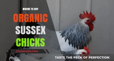 Best Places to Buy Organic Sussex Chicks Locally and Online