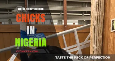 Where to Buy Healthy Ostrich Chicks in Nigeria: A Guide